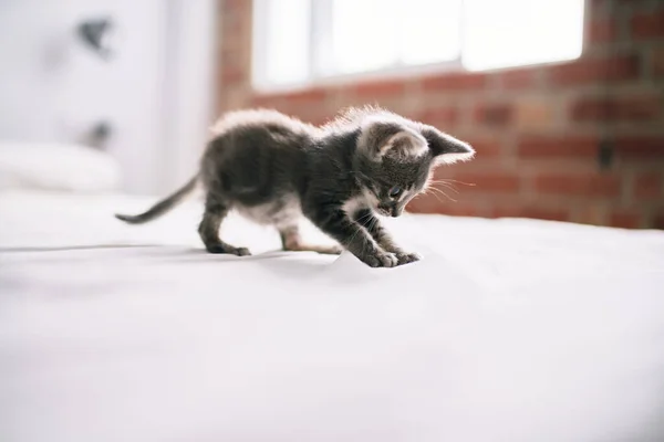 Mooi Schattig Harig Grijs Klein Katje Spelen Het Bed Een — Stockfoto