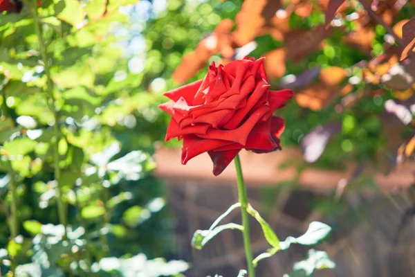 Gros Plan Belles Roses Rouges Fleuries Jardin Botanique — Photo