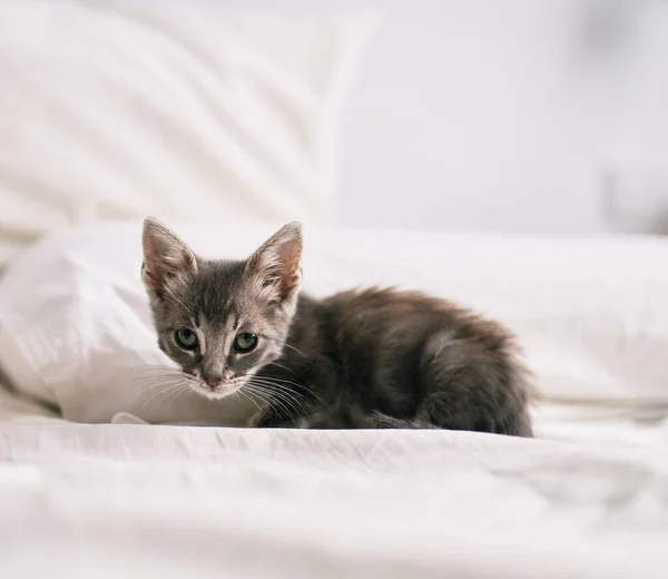 美しいとかわいい毛皮のような灰色の小さな猫は晴れた日にベッドで遊んでいます — ストック写真
