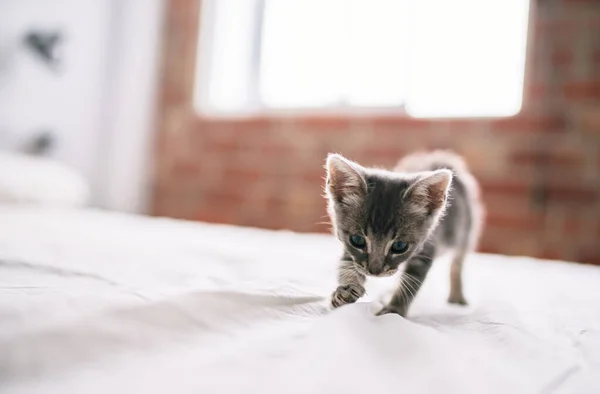 Schöne Und Süße Pelzige Graue Katze Die Einem Sonnigen Tag — Stockfoto