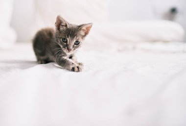 Güzel ve sevimli tüylü gri küçük kedicik güneşli bir günde yatakta oynuyor.