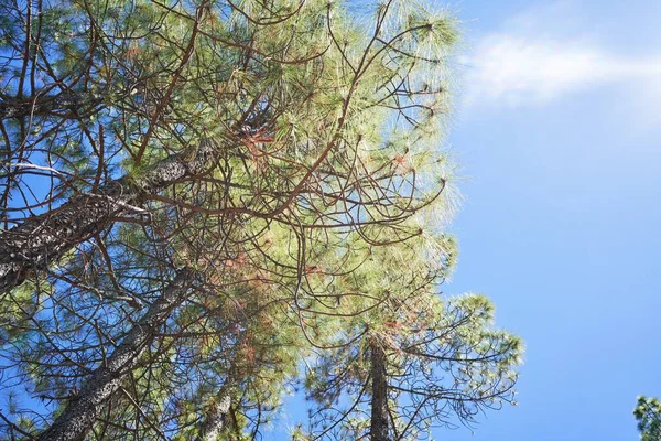 Prachtige Bomen Landschap Buiten — Stockfoto