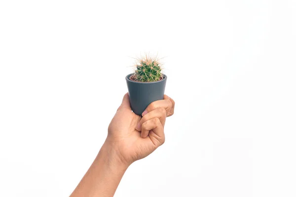 Hand Caucasian Young Man Holding Small Cactus Pot Isolated White — Stock Photo, Image