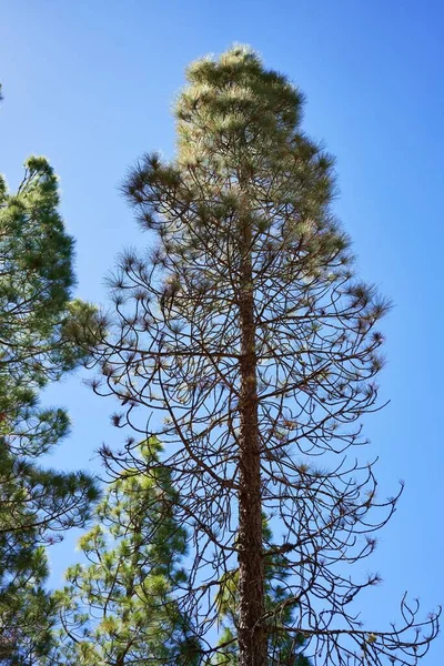 Prachtige Bomen Landschap Buiten — Stockfoto