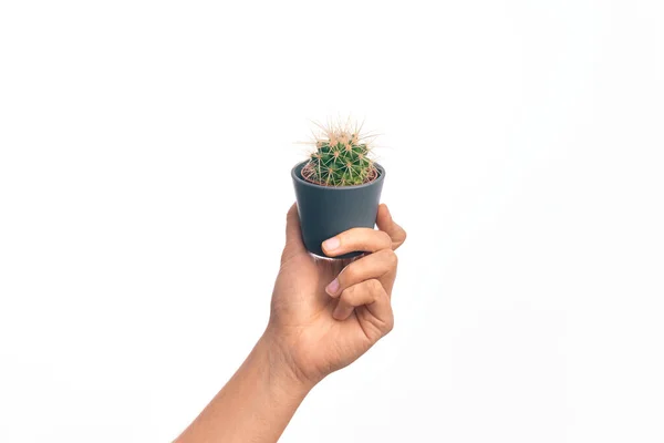 Hand Caucasian Young Man Holding Small Cactus Pot Isolated White — Stock Photo, Image