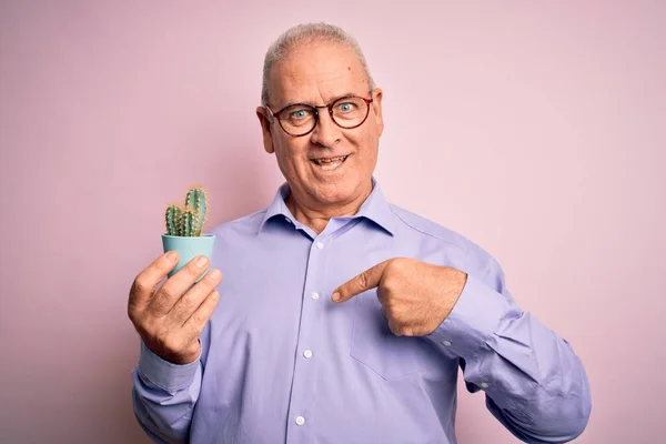 Middle Age Handsome Hoary Man Holding Small Cactus Plant Pot — Stock Photo, Image