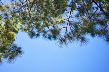 Güzel ağaçlar manzara