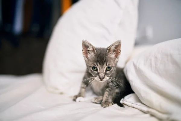 Mooi Schattig Harig Grijs Klein Katje Spelen Het Bed Een — Stockfoto