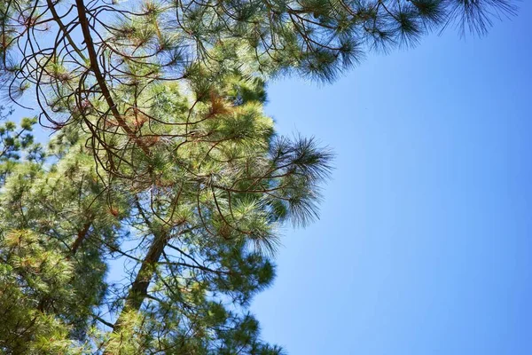 Belle Journée Paysage Arbres — Photo