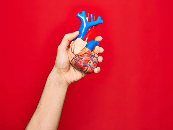 孤立した赤い背景の上に人工心臓を保持する男の美しい手 — ストック写真