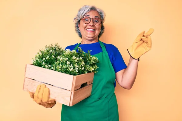 Senior Latinamerikansk Kvinna Bär Trädgårdsmästare Förkläde Och Handskar Håller Växt — Stockfoto