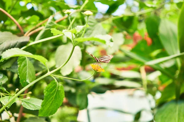 Бабочки Бабочки Дома — стоковое фото