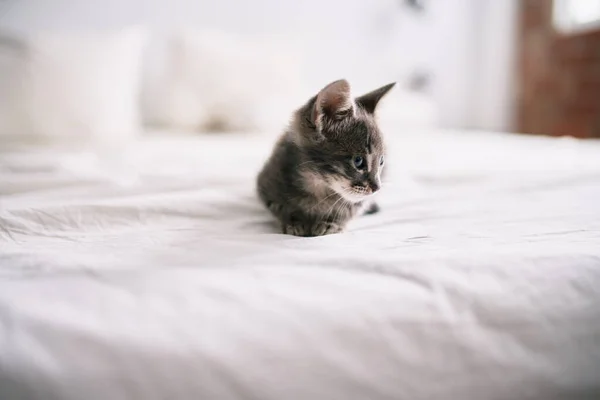 Hermoso Lindo Peludo Gris Gatito Pequeño Gato Jugando Cama Día —  Fotos de Stock