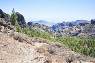 Gündüzleri güzel ağaçların manzarası