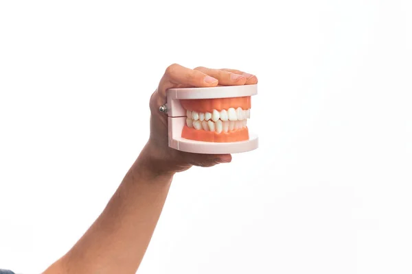 Χέρι Καυκάσιου Νεαρού Άνδρα Που Κρατά Πλαστικά Δόντια Οδοντοστοιχίας Πάνω — Φωτογραφία Αρχείου