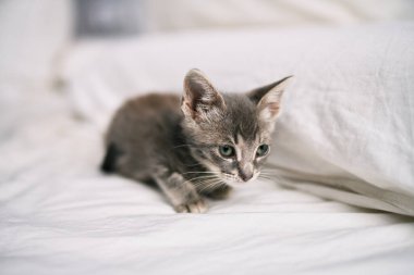 Güzel ve sevimli tüylü gri küçük kedicik güneşli bir günde yatakta oynuyor.