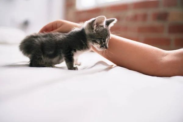 Мбаппе Симпатичная Пушистая Серая Маленькая Кошечка Играющая Кровати Любимая Человеком — стоковое фото