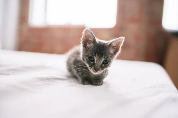 Krásné Roztomilé Chlupaté Šedé Malé Kočička Hrát Posteli Slunečný Den — Stock fotografie