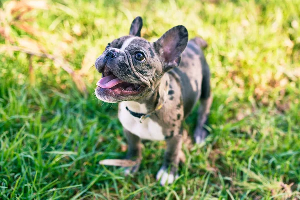 美しい子犬は屋外の公園で幸せなフランスのブルドッグを見つけました — ストック写真