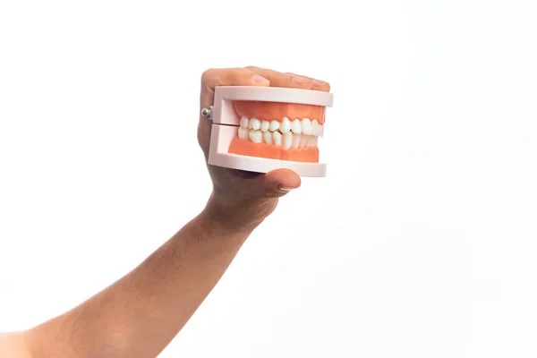 Hand Caucasian Young Man Holding Plastic Denture Teeth Isolated White — Stock Photo, Image