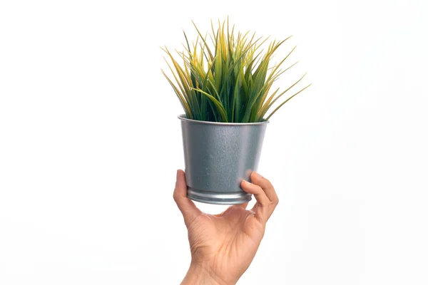 Hand Caucasian Young Man Holding Small Plant Pot Isolated White — Stock Photo, Image