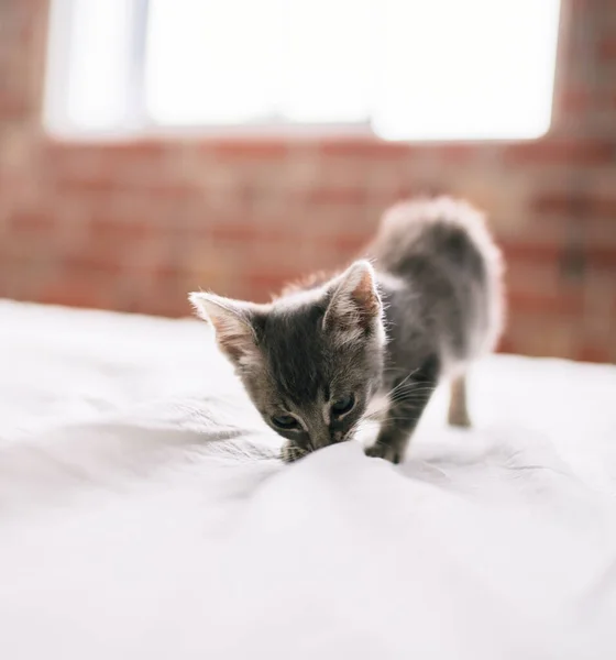 Mooi Schattig Harig Grijs Klein Katje Spelen Het Bed Een — Stockfoto