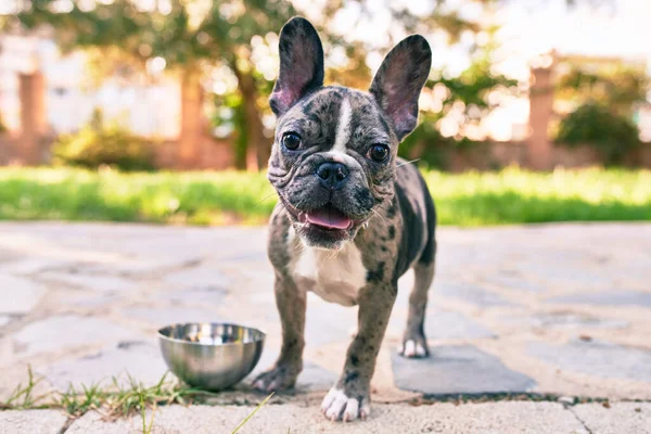 Mooie Puppy Gespot Franse Bulldog Gelukkig Het Park Buiten — Stockfoto