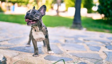 Güzel köpek yavrusu benekli Fransız bulldog parkın dışında mutlu.