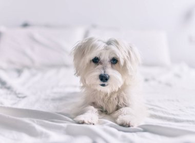 Yatakta sevimli beyaz köpek.