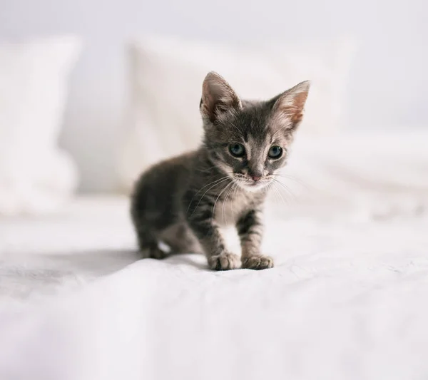 Красива Мила Пухнаста Сіра Маленька Котяча Кішка Грає Ліжку Сонячний — стокове фото