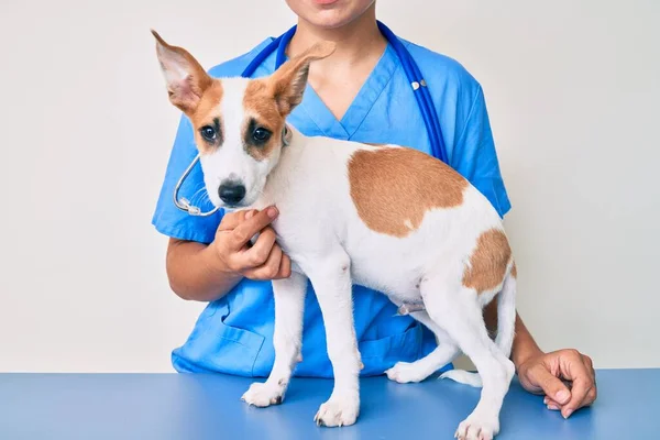 若いです子犬でザ獣医師行き健康診断 プロの検査犬を使用して聴診器 — ストック写真