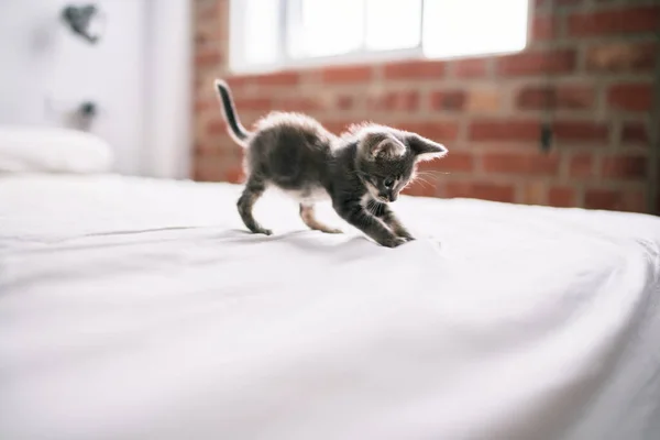 Linda Bonito Peludo Cinza Pequeno Gatinho Jogando Cama Dia Ensolarado — Fotografia de Stock