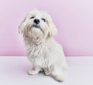 Soyutlanmış pembe arka planda sevimli bir köpek..