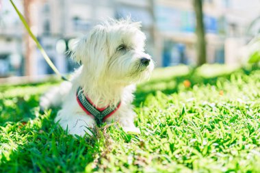 Parktaki sevimli beyaz köpek..