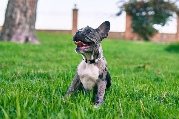 Bonito Cachorro Manchado Bulldog Francês Feliz Parque Livre — Fotografia de Stock