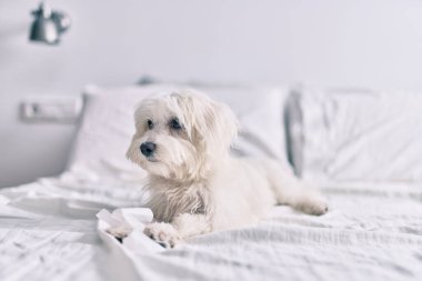 Yatakta sevimli beyaz köpek.