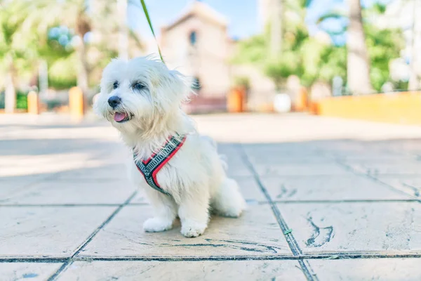 Entzückender Weißer Hund Auf Der Straße Der Stadt — Stockfoto