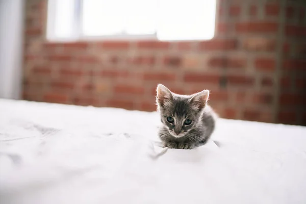 Vacker Och Söt Lurvig Grå Liten Katt Leker Sängen Solig — Stockfoto