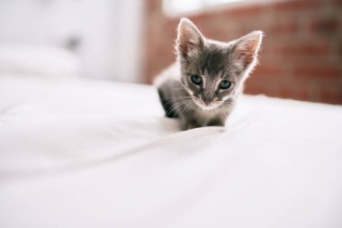 Güzel ve sevimli tüylü gri küçük kedicik güneşli bir günde yatakta oynuyor.