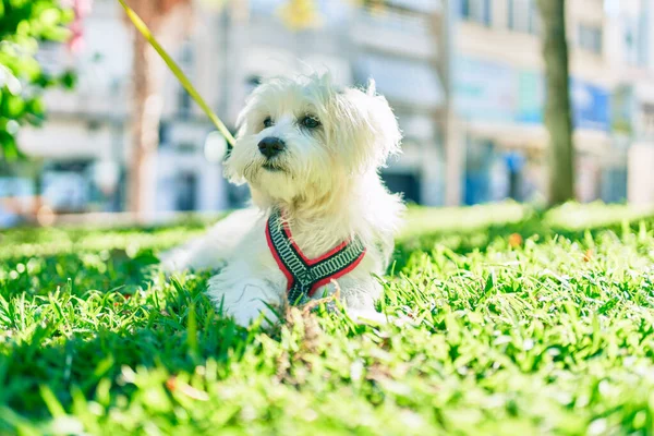 Чарівна Біла Собака Парку — стокове фото