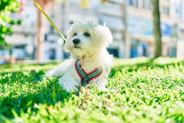 Förtjusande Vit Hund Parken — Stockfoto