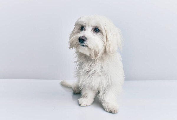 Adorable dog over isolated white background.