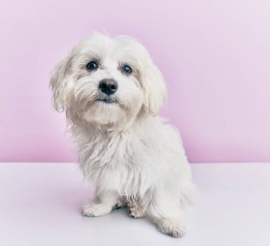 Soyutlanmış pembe arka planda sevimli bir köpek..