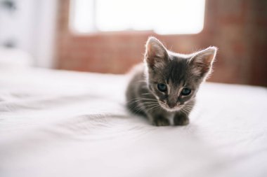 Güzel ve sevimli tüylü gri küçük kedicik güneşli bir günde yatakta oynuyor.