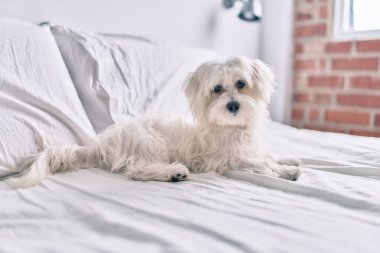 Yatakta sevimli beyaz köpek.