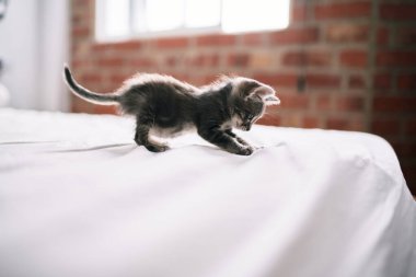 Güzel ve sevimli tüylü gri küçük kedicik güneşli bir günde yatakta oynuyor.