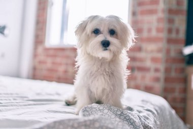 Yatakta sevimli beyaz köpek.