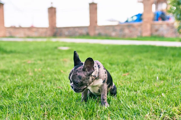 Bonito Cachorro Manchado Bulldog Francês Feliz Parque Livre — Fotografia de Stock