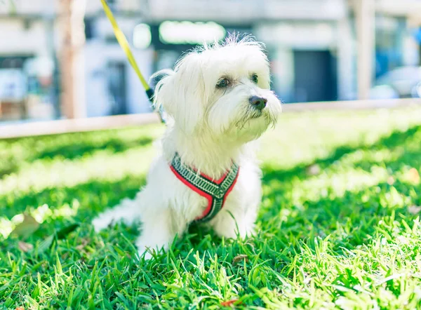 Förtjusande Vit Hund Parken — Stockfoto