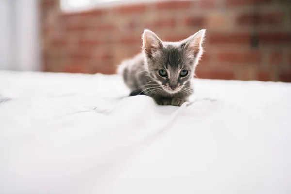 Güzel Sevimli Tüylü Gri Küçük Kedicik Güneşli Bir Günde Yatakta — Stok fotoğraf
